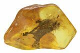 Detailed Fossil Ant (Formicidae) In Baltic Amber #234438-1